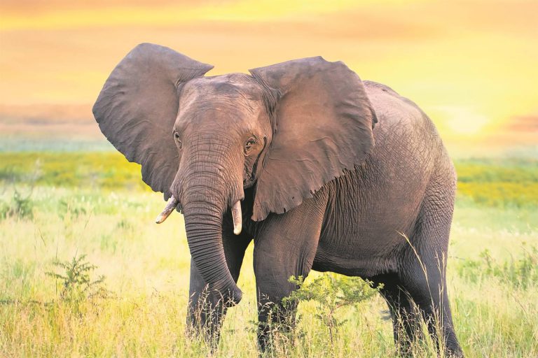 Uhuru Celebrations: Leftover Elephant Meat Donated To Bulawayo Hospitals