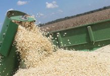 Farmers Ordered To Deliver Grain To GMB Within 14 Days Of Harvesting Farmers Ordered To Deliver Grain To GMB Within 14 Days Of Harvesting