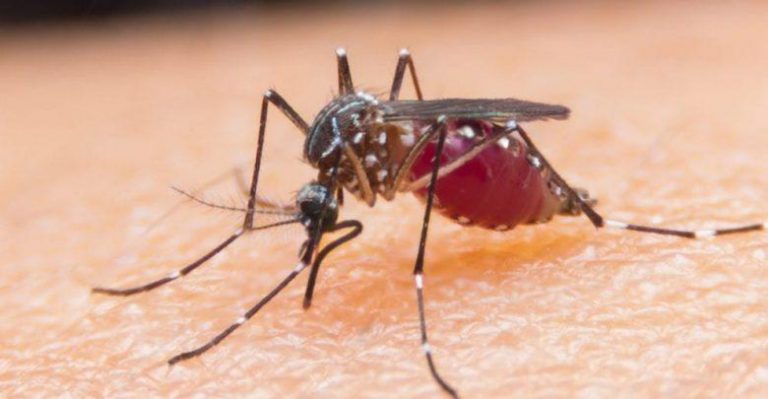 Malaria Cases On The Decrease – Health Ministry