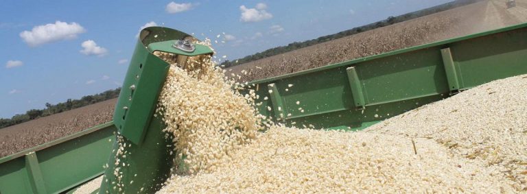 Grain Farmers To Get 30% Of Payments In US Dollars