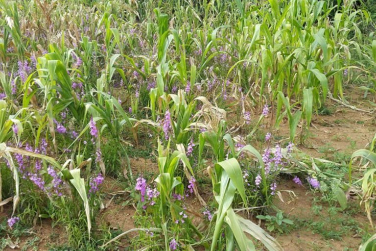 How maize farmers can control striga