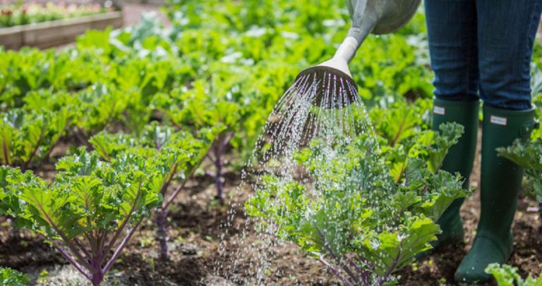 Gardener Who Stole US$38 000 From Boss Jailed