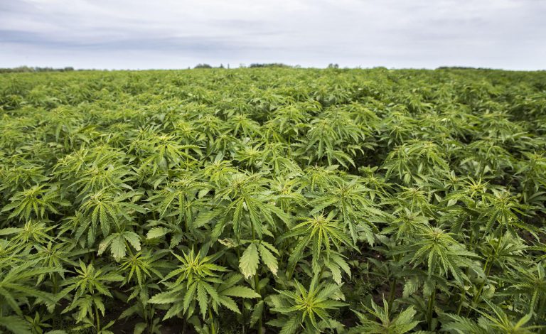 Mbare Man Arrested And Fined For Possession Of Mbanje (Dagga)