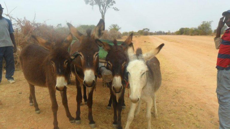 Plumtree To Hold The Longest Scotch Cart Convoy Ever Seen