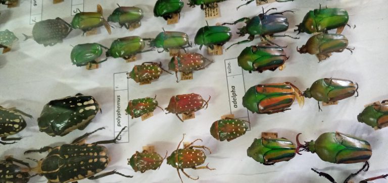 Beneficial insects can help farmers  control pests