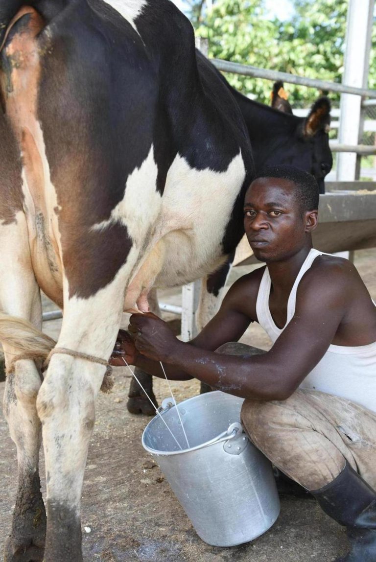 Acidic cow milk
