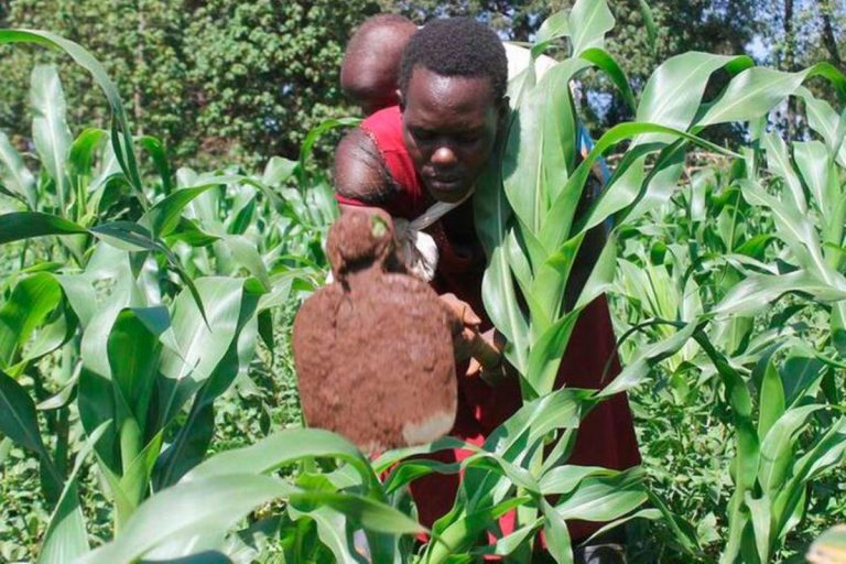 Tips for scouting a maize crop