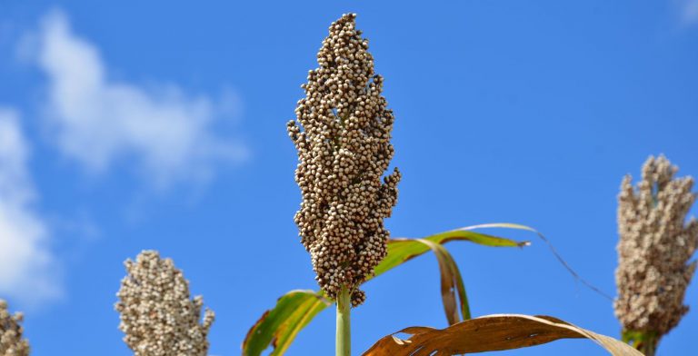 GMB Increases Producer Prices Effective 03 August