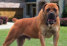 Update: Six-year-old Mauled To Death By Boer Bulldogs Update: Six-year-old Mauled To Death By Boer Bulldogs