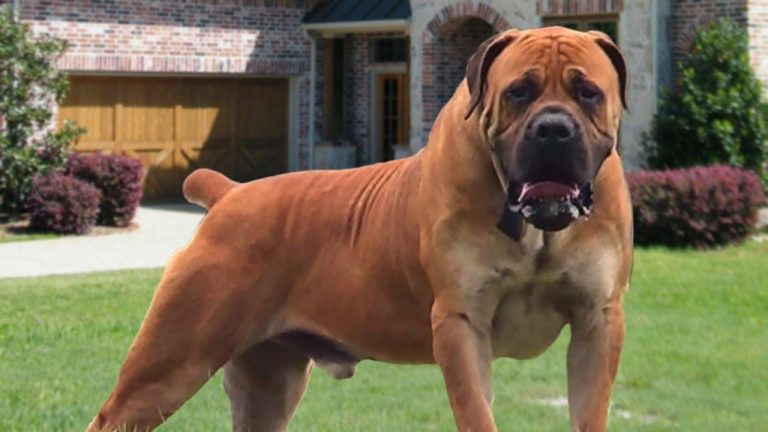 Update: Six-year-old Mauled To Death By Boer Bulldogs