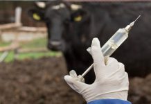 Vet Department Develops New Vaccine For January Disease Vet Department Develops New Vaccine For January Disease