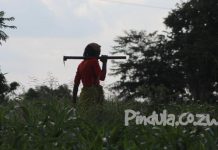 Biti Says Contract Farming Finance Model Has Reduced Black Farmers Into Beggars Biti Says Contract Farming Finance Model Has Reduced Black Farmers Into Beggars