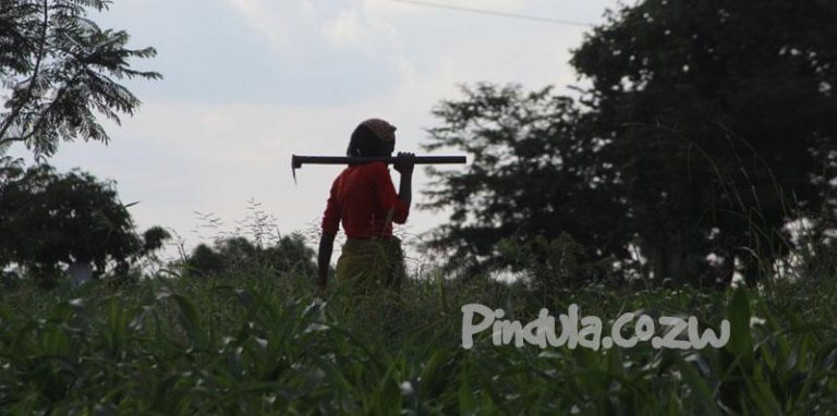 Biti Says Contract Farming Finance Model Has Reduced Black Farmers Into Beggars