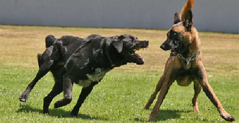 Rusape Town Council To Shoot Stray Dogs