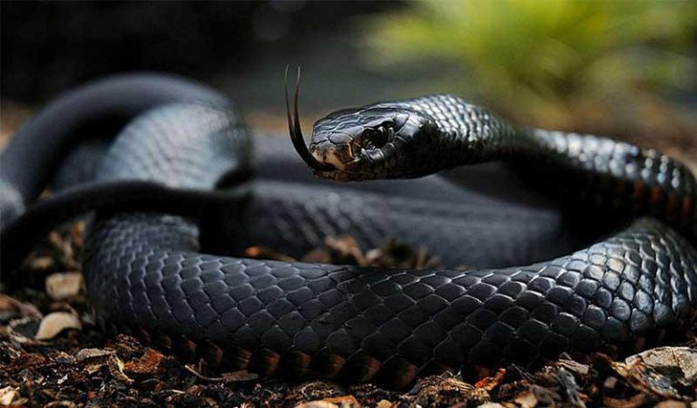 Black Mamba Kills Three Family Members