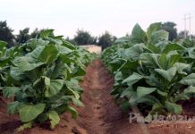 Farmers Bemoan High Input Prices Farmers Bemoan High Input Prices