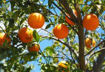 “Zimbabwe Finalising Preparations To Start Citrus Exports To China” – Minister “Zimbabwe Finalising Preparations To Start Citrus Exports To China” – Minister