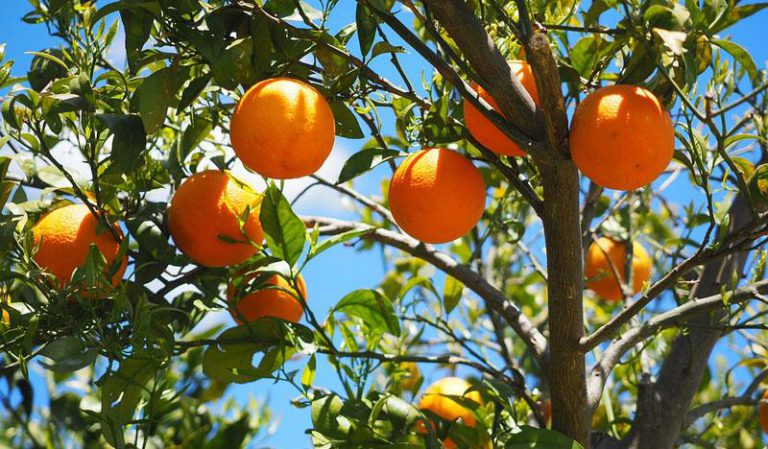 “Zimbabwe Finalising Preparations To Start Citrus Exports To China” – Minister