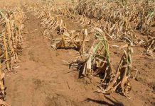 EU Donates US$3.9m To Zimbabwe To Combat Food Insecurity EU Donates US$3.9m To Zimbabwe To Combat Food Insecurity