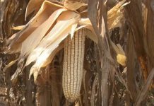 Grain Millers Association Denounces Side Marketing Of Maize Grain Millers Association Denounces Side Marketing Of Maize