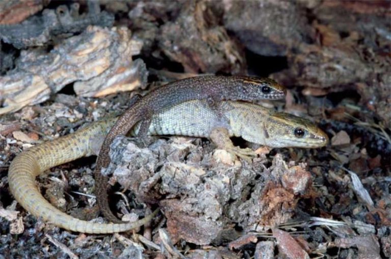 Snakes, Lizards In Family’s Pots, Pans, Baby Diapers