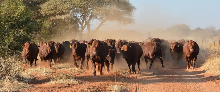 ZRP Update On Stock Theft Cases In The Country [Full Text]
