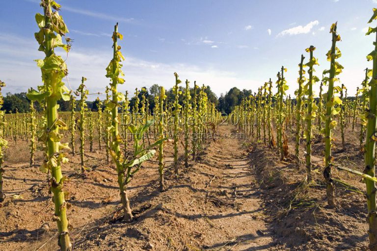 Over 430 Farmers Fined Between US$100 & US$10K For Neglecting To Destroy Tobacco Stalks