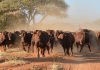 Five Cattle Rustlers Sentenced To A Combined 135 Years In Prison Five Cattle Rustlers Sentenced To A Combined 135 Years In Prison