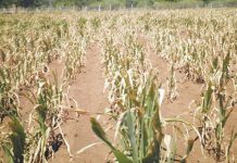 Farmers Told To Embrace Technology To Increase Yields Farmers Told To Embrace Technology To Increase Yields