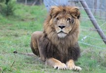 Meet Simba and Mir, two lions rescued from Ukraine and relocated to a game farm in Gqeberha Meet Simba and Mir, two lions rescued from Ukraine and relocated to a game farm in Gqeberha