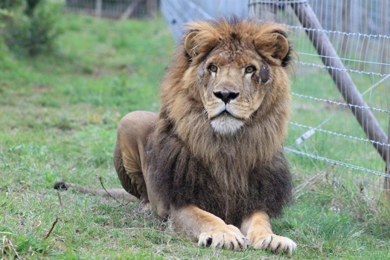 Meet Simba and Mir, two lions rescued from Ukraine and relocated to a game farm in Gqeberha
