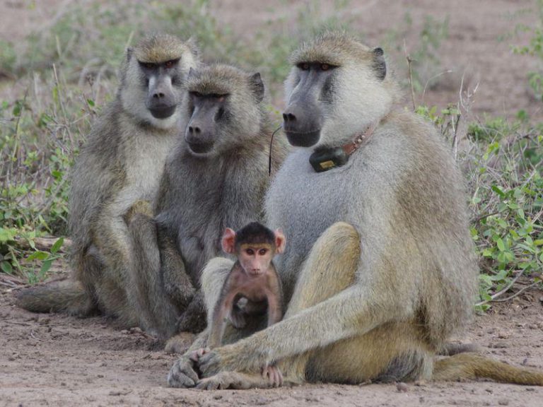 Baboons Wreak Havoc In Drought-prone Binga, Hwange