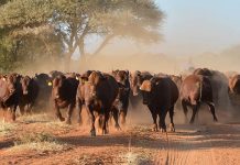 Serial Stock Thief Arrested In Zvimba Serial Stock Thief Arrested In Zvimba