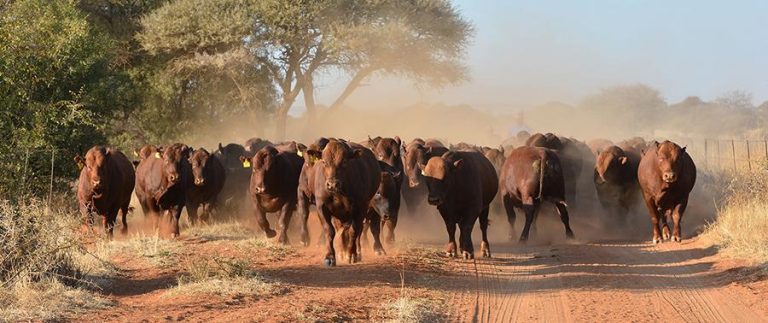 Serial Stock Thief Arrested In Zvimba