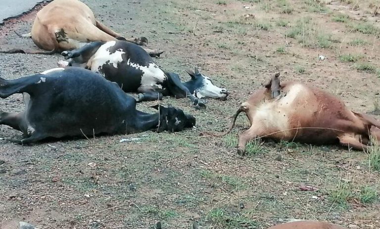 Haulage Truck Ploughs Into 11 Herd Of Cattle