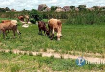 Zambian Cattle Rustlers Terrorise Binga Villagers Zambian Cattle Rustlers Terrorise Binga Villagers