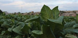 Voedsel Tobacco International Archives
