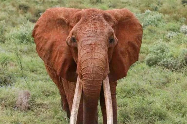 Africa’s “Largest” Female Tusked Elephant, Dies In Kenya Aged 65