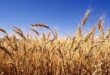 Rains Threaten Winter Wheat Quality Rains Threaten Winter Wheat Quality