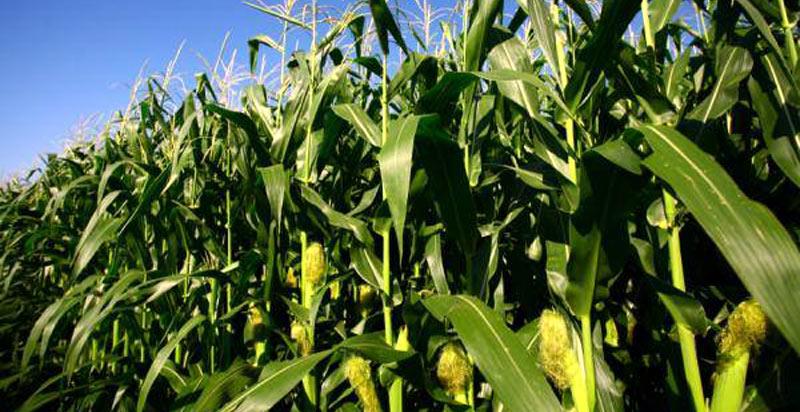 USAID Says High Prices Of Inputs Will Affect Zimbabwean Farmers In 2022/23 Season