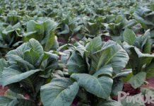 Load Shedding Disrupts Tobacco Curing Load Shedding Disrupts Tobacco Curing