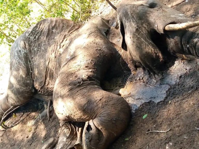 Six Elephants Found Dead Near Victoria Falls