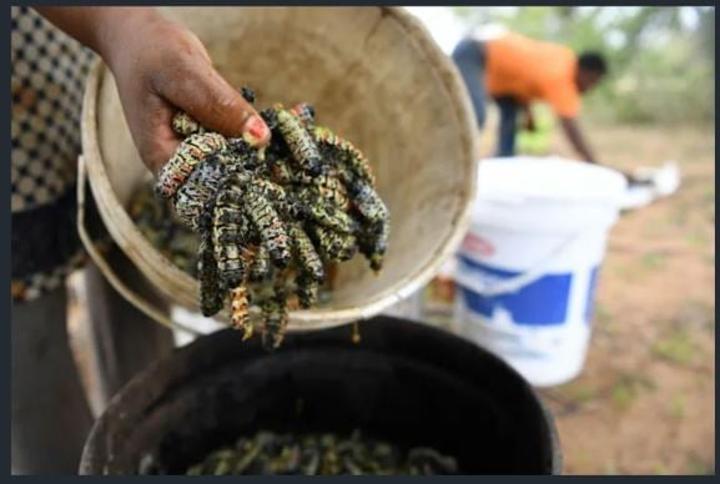 South African entrepreneur seeks to turn caterpillars into tasty snacks