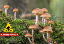 Three Kids Die After Eating Poisonous Mushrooms Three Kids Die After Eating Poisonous Mushrooms
