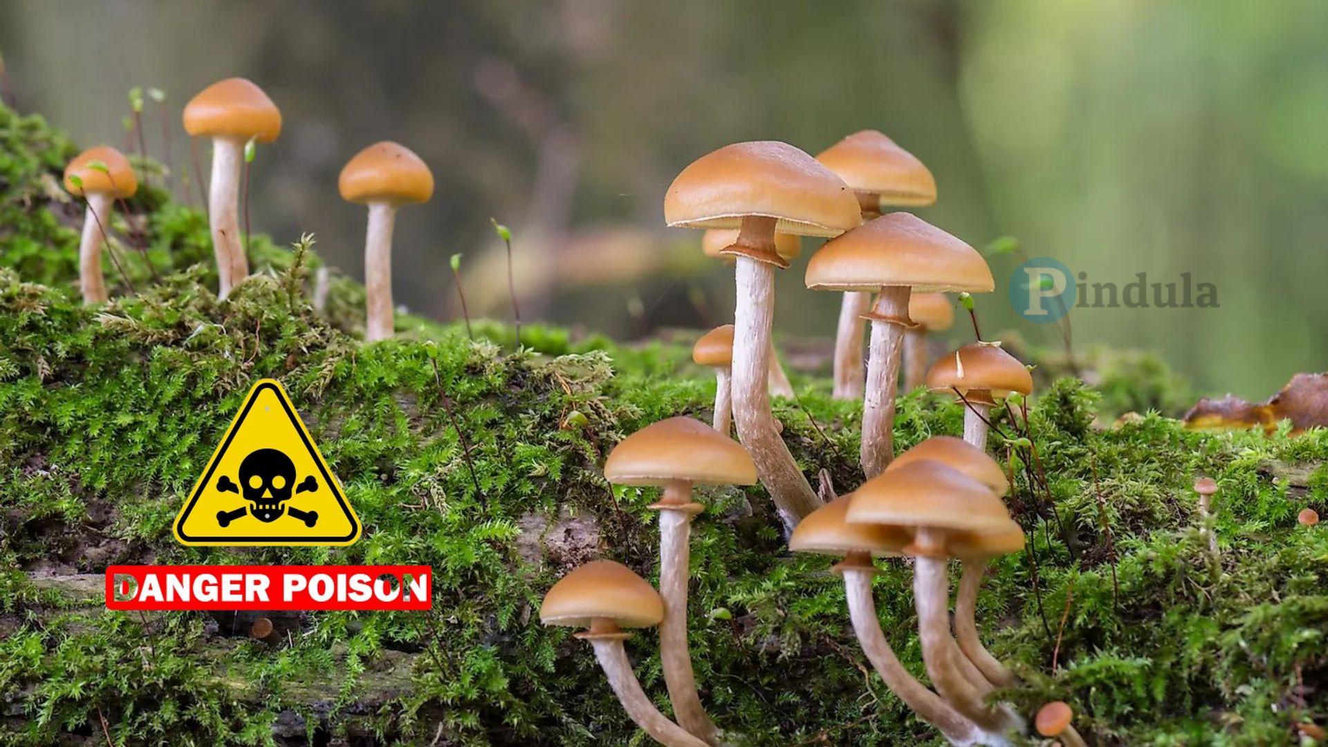 Three Kids Die After Eating Poisonous Mushrooms