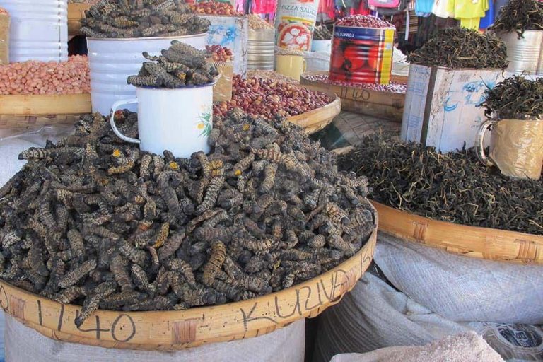5 Things About Mopane Worms You Probably Didn’t Know
