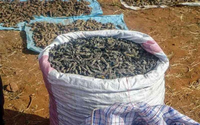 Mopane Worms Harvesting: “Outsiders” Accused Of Destroying The Environment