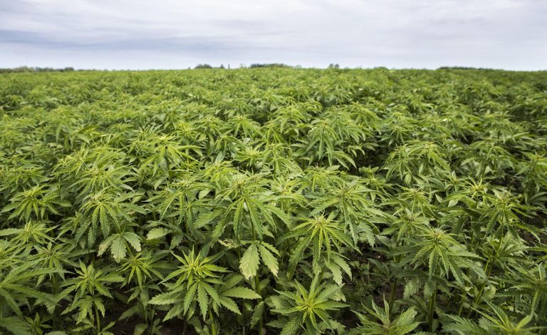 Unlawful Mbanje Cultivation: “Viable Out-grower Scheme Can Be Developed Using These Guys”