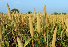 “Millet Is The New Maize In Zimbabwe” As Food Insecurity Piles Pressure “Millet Is The New Maize In Zimbabwe” As Food Insecurity Piles Pressure
