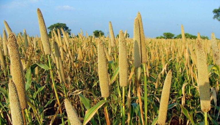 “Millet Is The New Maize In Zimbabwe” As Food Insecurity Piles Pressure
